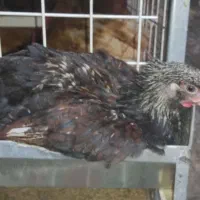 نمیچه مرغ و خروس سانپارس