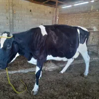 گاوهلشتاین ابستن سنگین ۱۶روزمانده برای زایمان|حیوانات مزرعه|گنبد کاووس, |دیوار