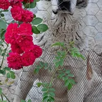 سگ نر الابای|سگ|علی‌آباد کتول, |دیوار
