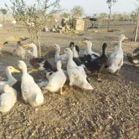 بوقلمون پرواری گوشتی و اردک|حیوانات مزرعه|سبزوار, توحیدشهر|دیوار