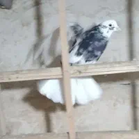 کفتر شازده سرور|پرنده|کرج, عظیمیه|دیوار