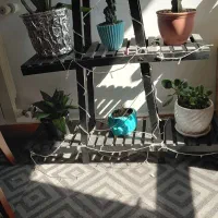 استند گل|گل و گیاه طبیعی|رشت, منظریه|دیوار