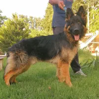 سگ ژرمن شپرد نروماده دوماهه باهم یکجای فی ۱۵ م ت|سگ|تهران, تهرانسر شرقی|دیوار