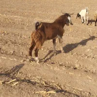 بیگ نر داشتی