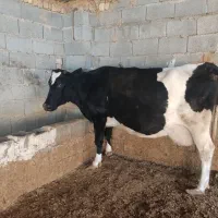 گاو گوساله|حیوانات مزرعه|کامفیروز, |دیوار