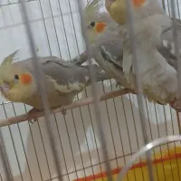 فروش سه عدد جوجه عروس هلندی دوماه|پرنده|سیرجان, |دیوار