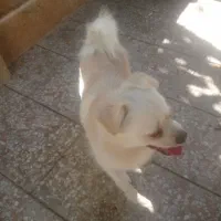 سگ پا کوتاه مهاوضه با پرنده|سگ|فردیس, سرحد آباد|دیوار