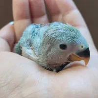 کوتوله برزیلی|پرنده|زرقان, |دیوار