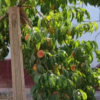 باغچه خوش قیمت|فروش خانه و ویلا|مشهد, تبادکان|دیوار