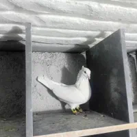 پرنده یک باربشونشون دیگه حالشو ببر