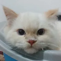 بلو پوینت بریتیش نر  ۶ ماهه واکسن زده