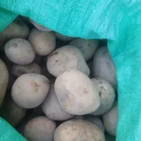 سیب زمینی درجه یک