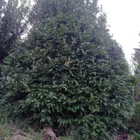 گل برگ بو|گل و گیاه طبیعی|چابکسر, |دیوار