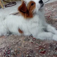 واگذاری نژاد اشپیتز