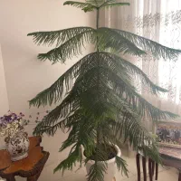 کاج مطبق