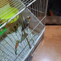 فروش یا معاوضه قناری