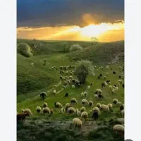 نیازمند چوپان اول توضیحات بخون شرایط داشتی زنگ بزن