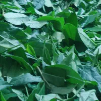 چای دستی بهاره