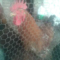 سه خروس بزرگ