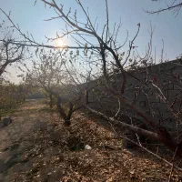 600 متر باغچه چهاردیواری