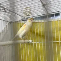 یک جفت قناری با ۵تا تخم