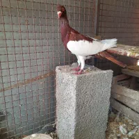 دم سفید|پرنده|آبیک, |دیوار