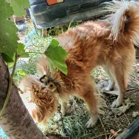 پاکوتا|سگ|خسروشاه, |دیوار