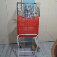 عروس هلندی یک جفت با قفس و پایه