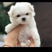 توله سگ خوشکل خونگی تا فردا نصف قیمت بازار