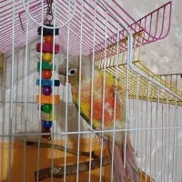 طوطی گرینچیک آناناسی