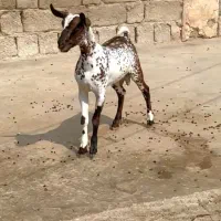 گل قشنگ|حیوانات مزرعه|میاندوآب, |دیوار