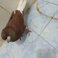 کفتر