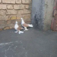 کفتر دوکت|پرنده|داران, |دیوار