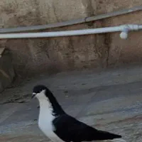 کبوتر خوشرنگ سیاه قزوینی مچ پر