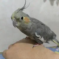 پرنده دستی جهت معاوضه با سایر چیزها