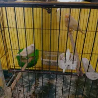 فروش یک جفت قناری جوان موزائیکی