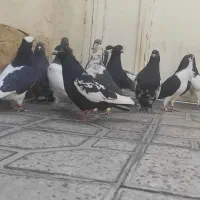 14کفتر هوایی شهری و بهبونی|پرنده|مرودشت, ابوذر شمالی‎|دیوار