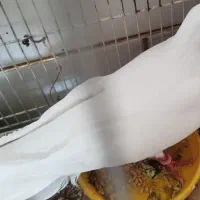 کبوتر|پرنده|سیرجان, |دیوار
