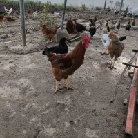 مرغ و خروس و جوجه و بوقلمون محلی