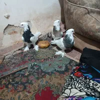 کفترطوقی|پرنده|آران و بیدگل, |دیوار