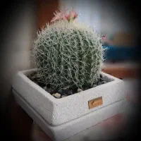 آباژور  گل کاکتوس