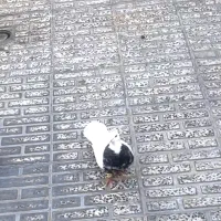 پرنده کفتر کبوتر طوقی