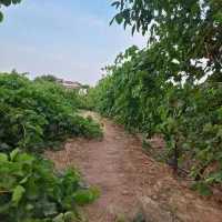 باغِ داربستی انگور،تیکه ای از بهشت در شهرِ تاک|فروش دفتر صنعتی، کشاورزی، تجاری|بهارستان, |دیوار