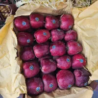 تامین کننده بار سیب برای صادرات