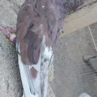 فروش نرسرور