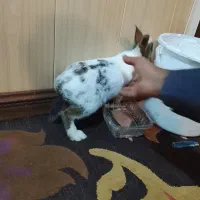 خرگوش قشنگی  ولی عالی. جا ندارم بخاطر همین