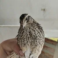 بلدرچین ماده