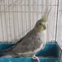 عروس هلندی