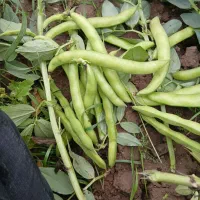 باقله خوشک درجه یک