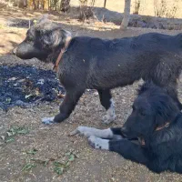 گم شده|سگ|فریدونشهر, |دیوار